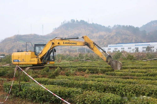夷陵區中國精制茶出口基地清表工作告捷，功能性茶飲料研制邁向新階段